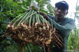Harga jahe naik