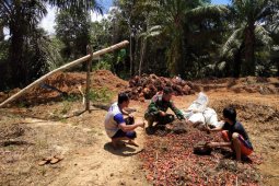 Praka Rahmad bantu warga kumpulkan brondol sawit