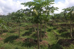 Petani Kabupaten Lebak minta pemerintah petakan komoditas pertanian