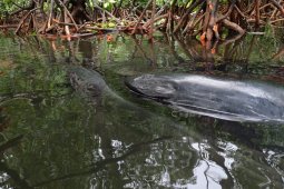 Warga temukan ikan paus sepanjang 12,3 meter yang terjebak di kawasan manggrove