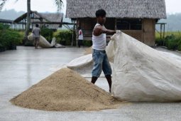 Petani Lebak Januari-Februari panen padi seluas 9.480 hektare