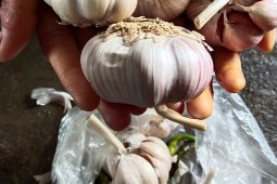 Harga bawang putih di Mesuji tembus Rp40.000 per kg