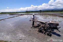 Di Parigi Moutong, petani tetap pergi ke sawah