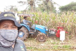 Petani Banten akhir Maret memasuki musim panen raya padi dan Jagung