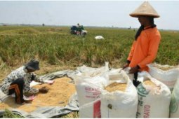 Jelang Ramadhan, stok pangan beras aman di HSU walau di tengah wabah Covid 19