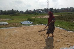 Panen raya di Lebak mampu tingkatkan pendapatan petani