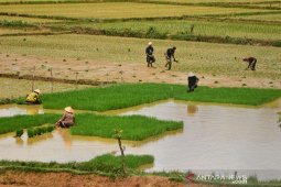 Petani Abdya jaga ketahanan pangan di tengah wabah corona