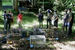 56 burung dibebasliarkan di Taman Nasional Bukit Barisan selatan