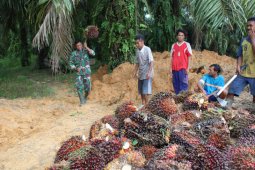 Warga senang saat panen sawit dibantu prajurit TMMD