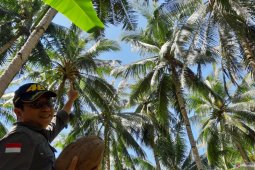 Minyak kelapa murni peluang baru di tengah COVID-19