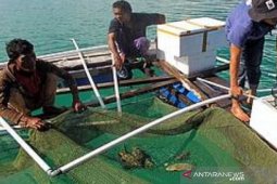 Nilai tukar petani Babel turun 2,59 persen