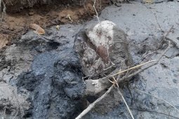 Seekor gajah betina mati di Aceh Timur