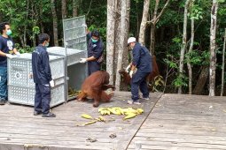 Tiga orangutan dilepasliarkan ke habitatnya