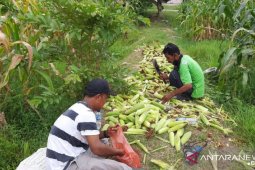Penuhi kebutuhan pangan, Polbangtan Medan panen jagung manis