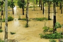 Ratusan hektare kebun karet di Mesuji terendam banjir