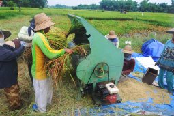 Produksi gabah turun akibat hama