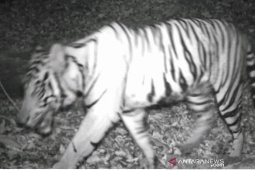 BKSDA deploys tiger traps to address recent incidents in N. Bengkulu
