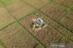 Pemkab Badung minta petani hidupkan 'Sekaa Manyi' untuk panen padi