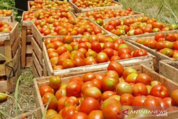 Harga tomat di Bener Meriah anjlok sampai Rp800 per kilogram