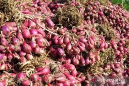 Pemprov Bangka Belitung pastikan stok bawang cukup jelang Ramadhan