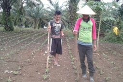 Petani jagung Muarojambi jaga semangat di tengah COVID-19 dengan lakukan pemupukan pertama