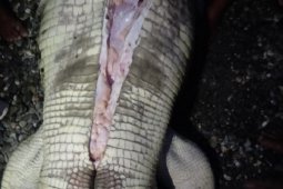 Kronologi pencarian bocah 6 tahun hilang di pantai hingga ditemukan di dalam perut buaya