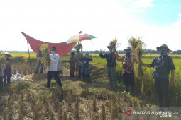 Suka cita petani Pandeglang saat panen ditengah wabah COVID-19