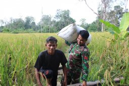 Prajurit Satgas TMMD bantu pikul padi warga