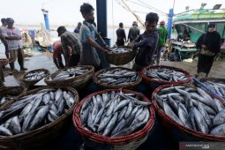 Dampak COVID-19, harga ikan di Abdya turun lebih 60 persen