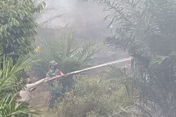 Perkebunan sawit milik perorangan di Brandan Barat Langkat terbakar