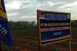 Nasdem Bangka Barat kembangkan kebun percontohan hortikultura