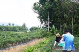 Di tengah COVID-19, panen cabai petani Sigalangan bagus, harga jual kurang