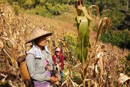Perempuan desa di Sulteng mempunyai kemampuan olah lahan sekitar hutan