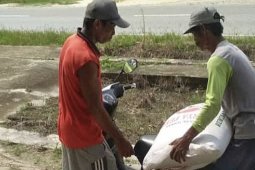 Dinas Peternakan Kaltim distribusikan 25 ton pakan konsentrat