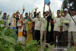 Petani binaan IPSM Aceh Utara panen serentak, ini hasilnya