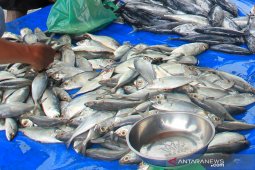 Pedagang ikan segar mengeluh sepinya pembeli
