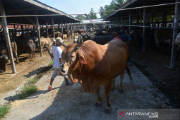 Pasar hewan jelang tradisi "Meugang"