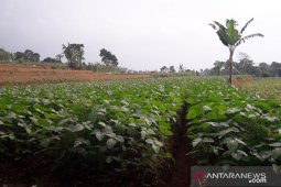 Petani Cipanas-Pacet optimalkan pemesanan sayuran secara daring