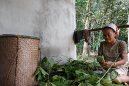 Pandemi COVID -19 warga Kapuas Hulu bergantung hidup pada tanaman kratom