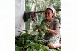 Daniel Johan apresiasi Mentan tetapkan kratom kategori tanaman herbal