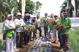 Menteri Pertanian apresiasi panen bawang merah di Kabupaten Merangin