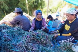 Petani berproduksi di tengah pandemi