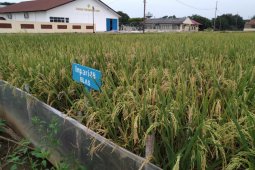 Inpari 48 Blas, diklaim varietas unggul baru Balitbangtan tahan wereng