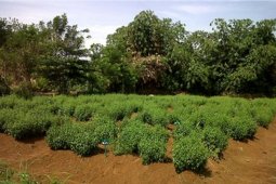 Balitbangtan sebut Sambiloto berpotensi atasi COVID-19