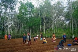 Ditengah COVID-19, BPPSDMP kawal tanam bawang serentak di Sumut