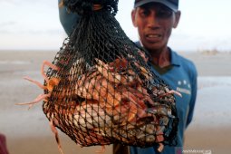 Harga rajungan anjlok