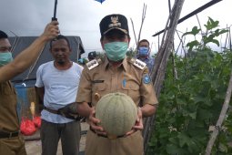 Pemkab Bangka Tengah dorong kelompok tani budidayakan tanaman melon