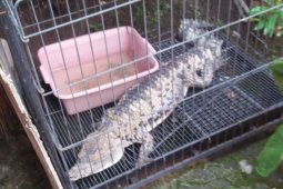 Pemiliknya jadi takut, buaya peliharaan ini dievakuasi karena semakin membesar