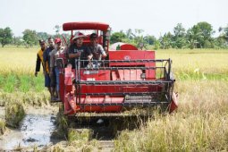 Surplus rice production predicted in South Kalimantan