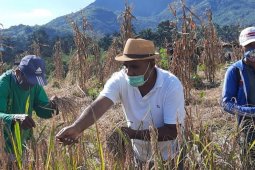Wabup minta petani tetap mengolah lahan pertanian